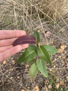 Hand holding a red leaf on a A Corymbia calophylla ('Marri') seedling.