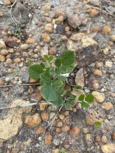 Close up of a small Kennedia prostrata ('Running Postman') seedling growing in rocky ground.