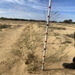 Measuring the height of a juvenile Acacia acuminata ('Jam Wattle').