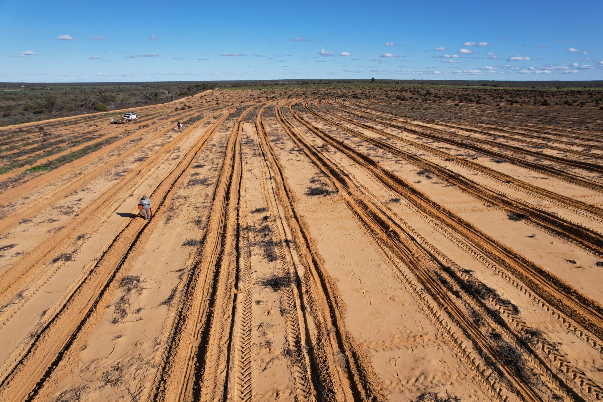 Ripped lines ready for planting in yellow soils