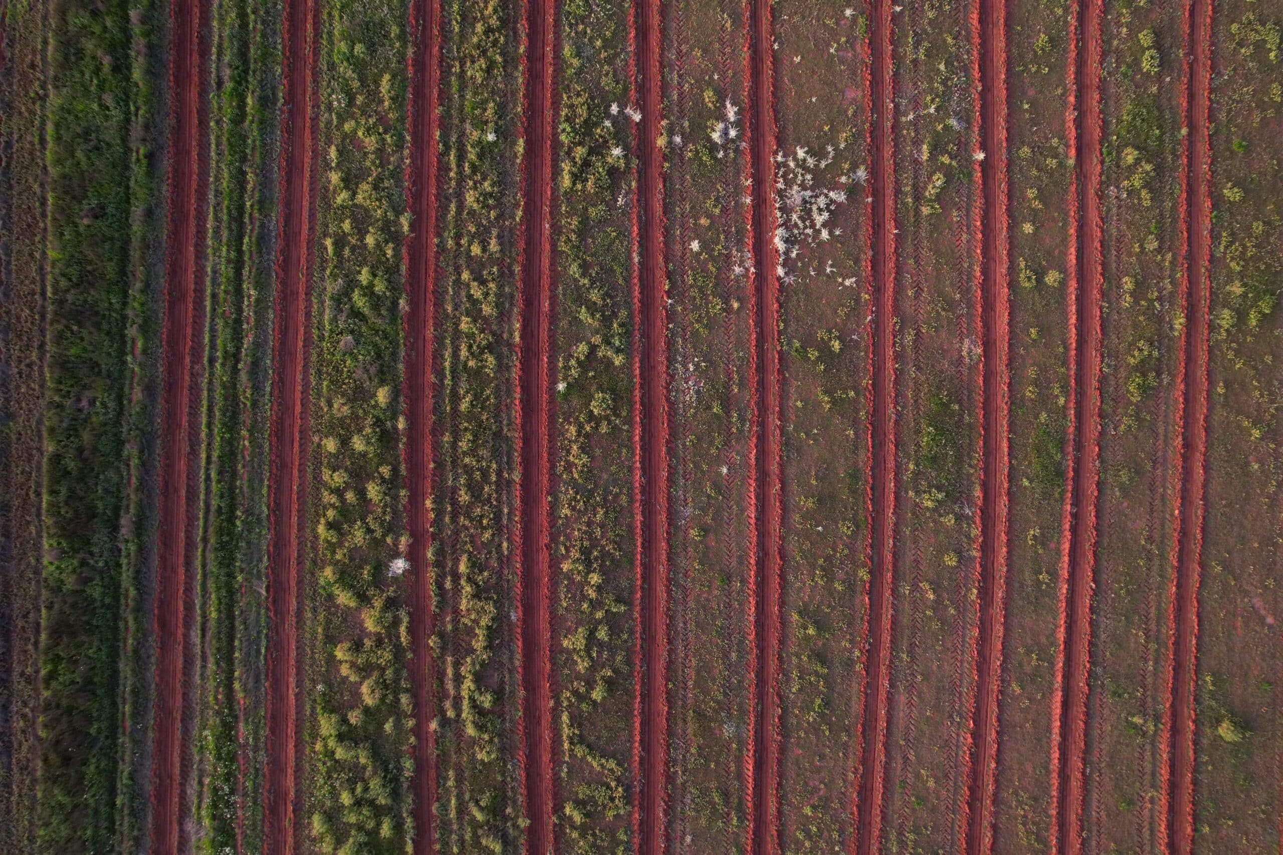 Sunset over the planting rows in the red soils area.