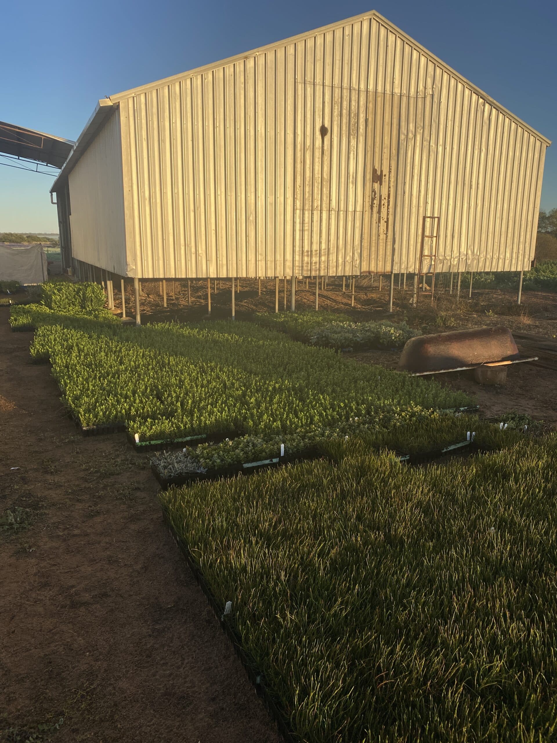 Seedlings trays in the ground next to a shed