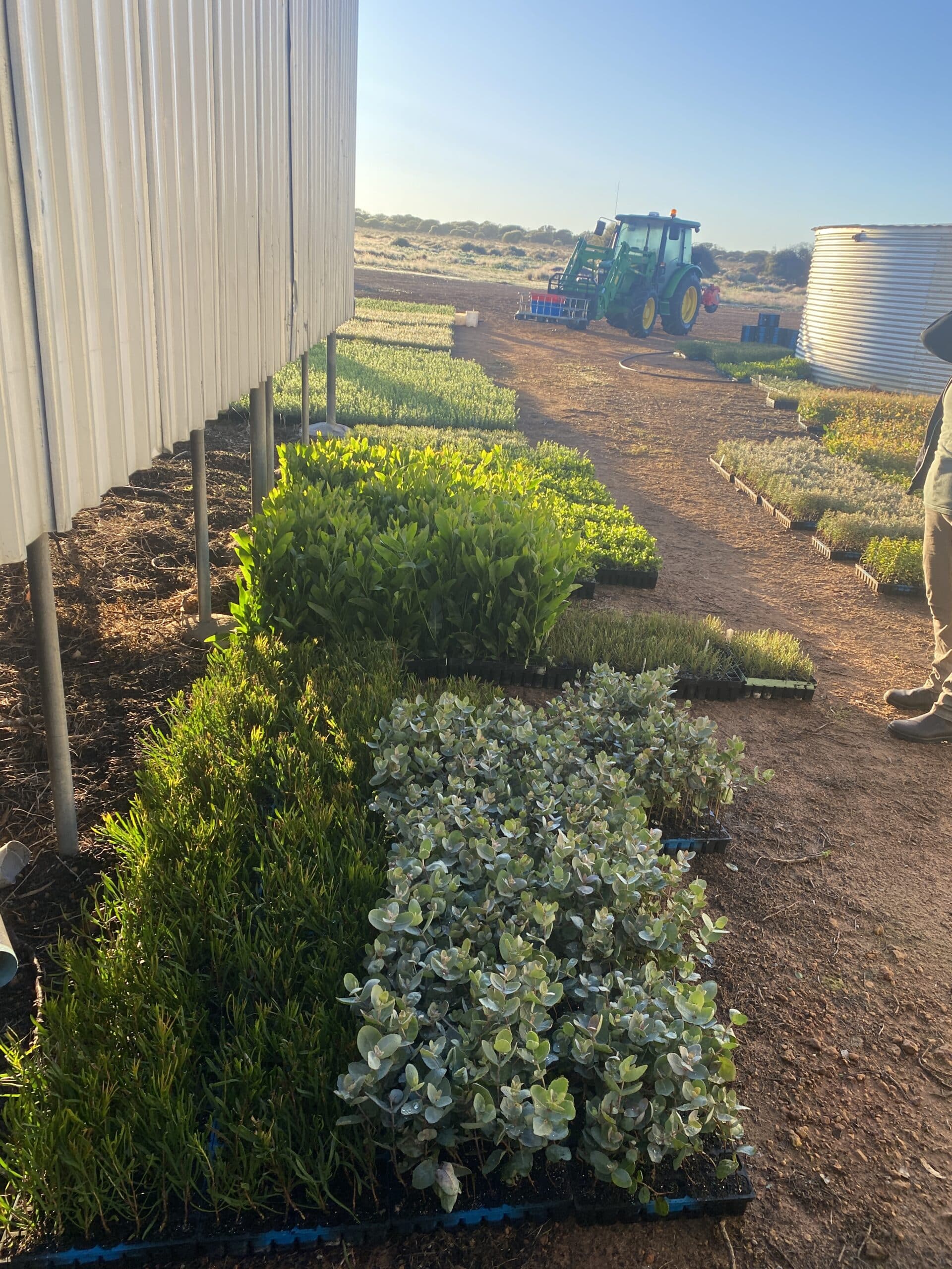 Seedlings trays in the ground next to a shed