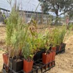 Seedlings in seeding pots ready to be planted