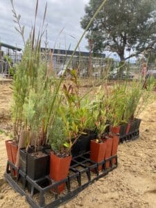 Seedlings in seeding pots ready to be planted