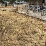 Seedlings planted and staked.