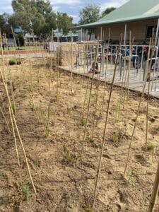Seedlings planted and staked.