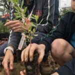 Little boy holding a seedling by the root ball ready to plant it with the guidance of an adult next to him