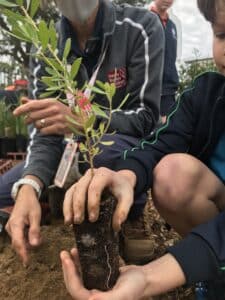 Little boy holding a seedling by the root ball ready to plant it with the guidance of an adult next to him