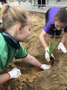 two female school kids planting a seedling in the ground