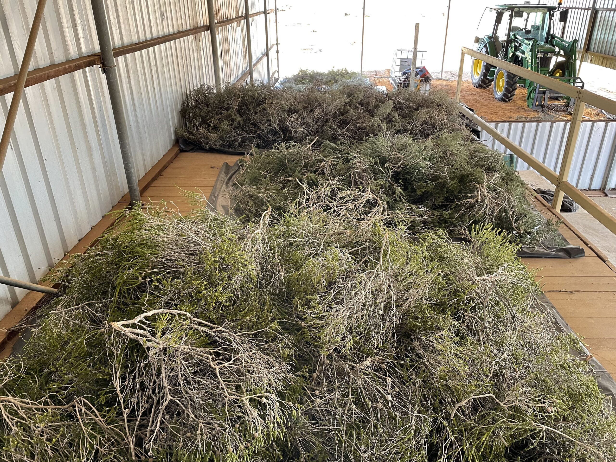 tree branches laid out on ground to dry in shed