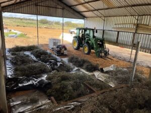 tree branches laid out on ground to dry in shed