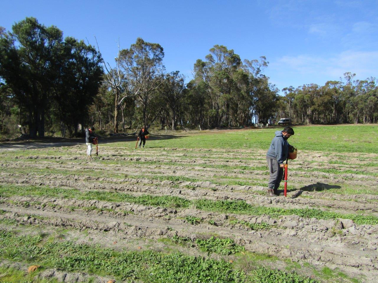 Tambellup Rangers hand-planting seedlings in newly ripped planting rows.