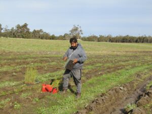 One of the Tambellup Rangers refilling a planting bucket with seedlings