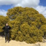 Lady wearing a black jumper and jeans standing next to a large flowering acacia tree