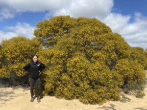 Lady wearing a black jumper and jeans standing next to a large flowering acacia tree