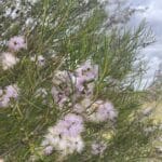 Close up of a light purple flower with green leaves in the background