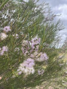 Close up of a light purple flower with green leaves in the background