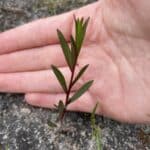 close up of a hand behind a seedling planted into the ground