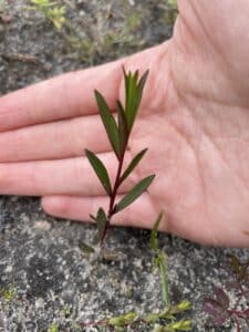 close up of a hand behind a seedling planted into the ground