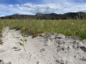 Eucalyptus diversicolor ('Karri') seedling amongst high seedling emergence.