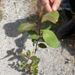 Close up of a thriving Eucalyptus diversicolor ('Karri') seedling.