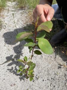 Close up of a thriving Eucalyptus diversicolor ('Karri') seedling.