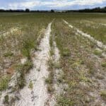 seedlings growing in planting rows