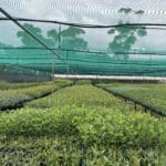 Greenhouse with rows of native seedlings in trays