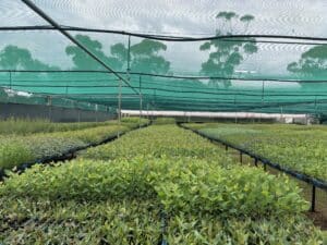 Greenhouse with rows of native seedlings in trays