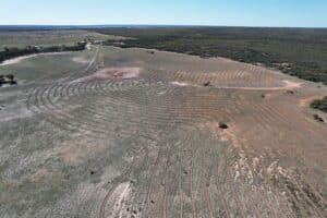 Drone shot over bare paddock with ripped lines ready for planting native trees