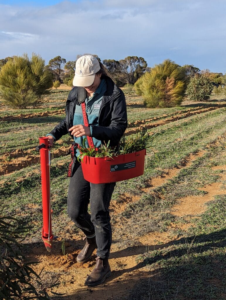 Planting tree seedlings at Bencubbin land restoration site