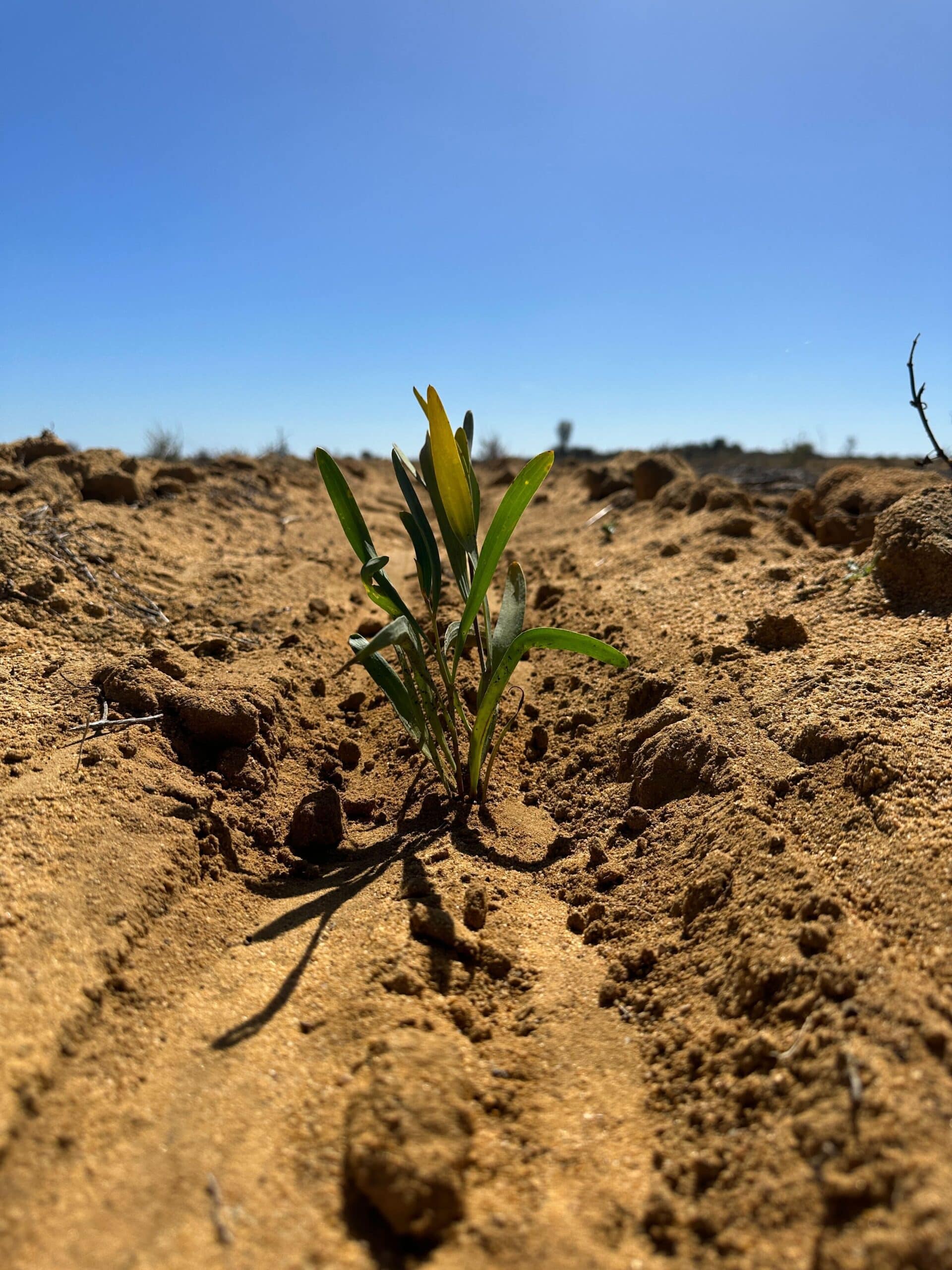 close up of an Acacia blakelyi freshly planted in the ground