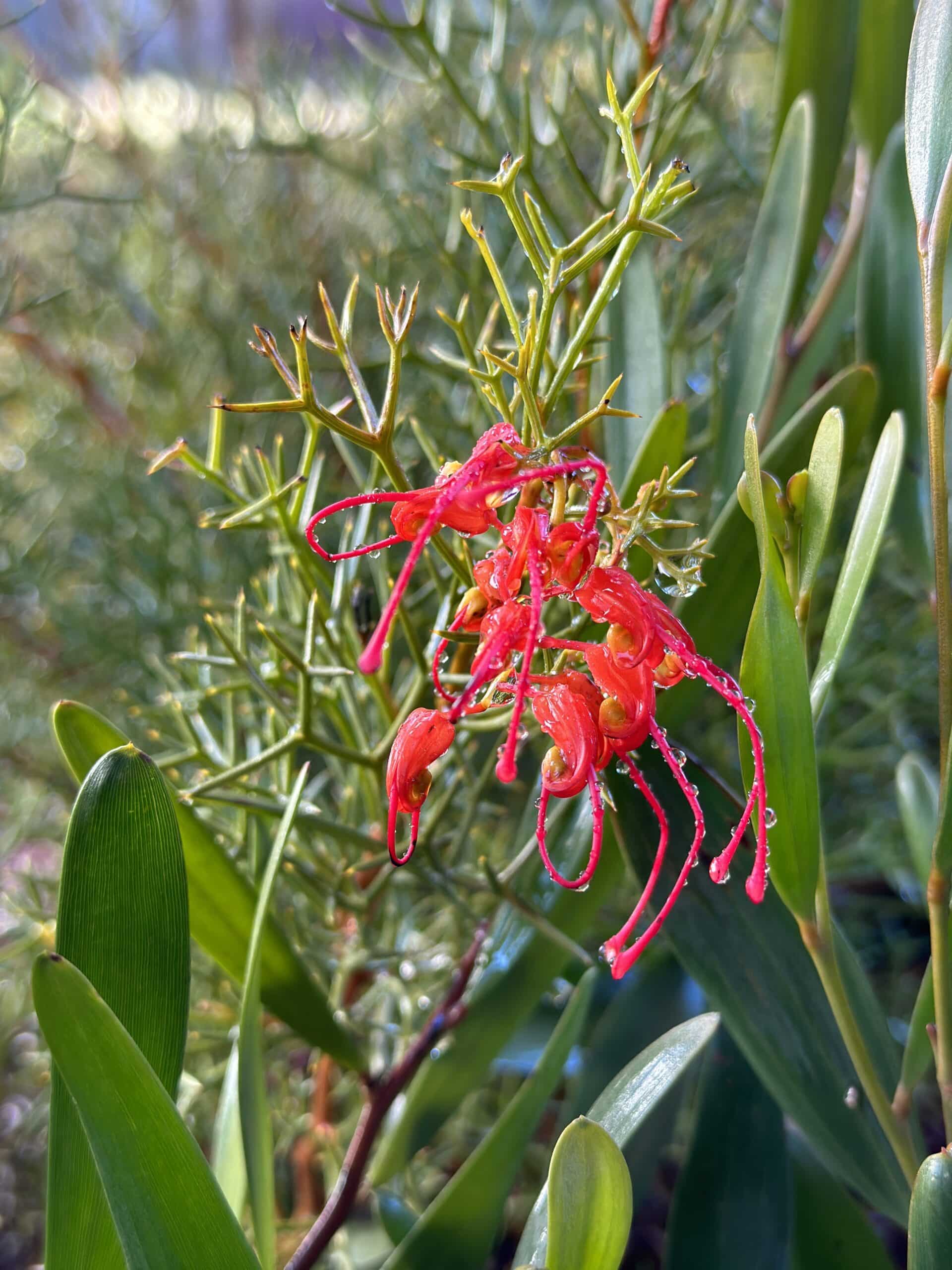 close up of a flowering Grevilia seedling.