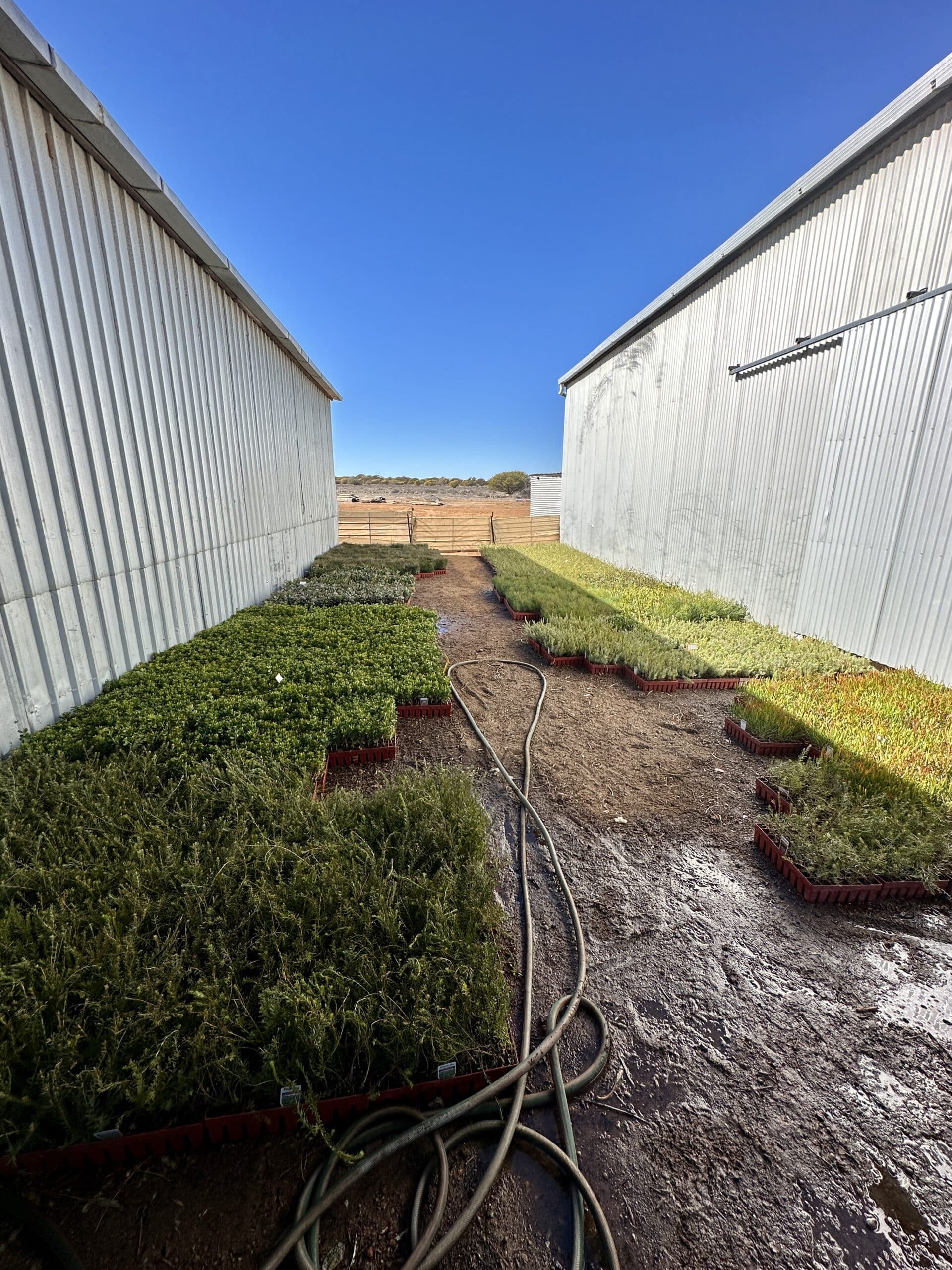Seedlings tray on ground between two sheds