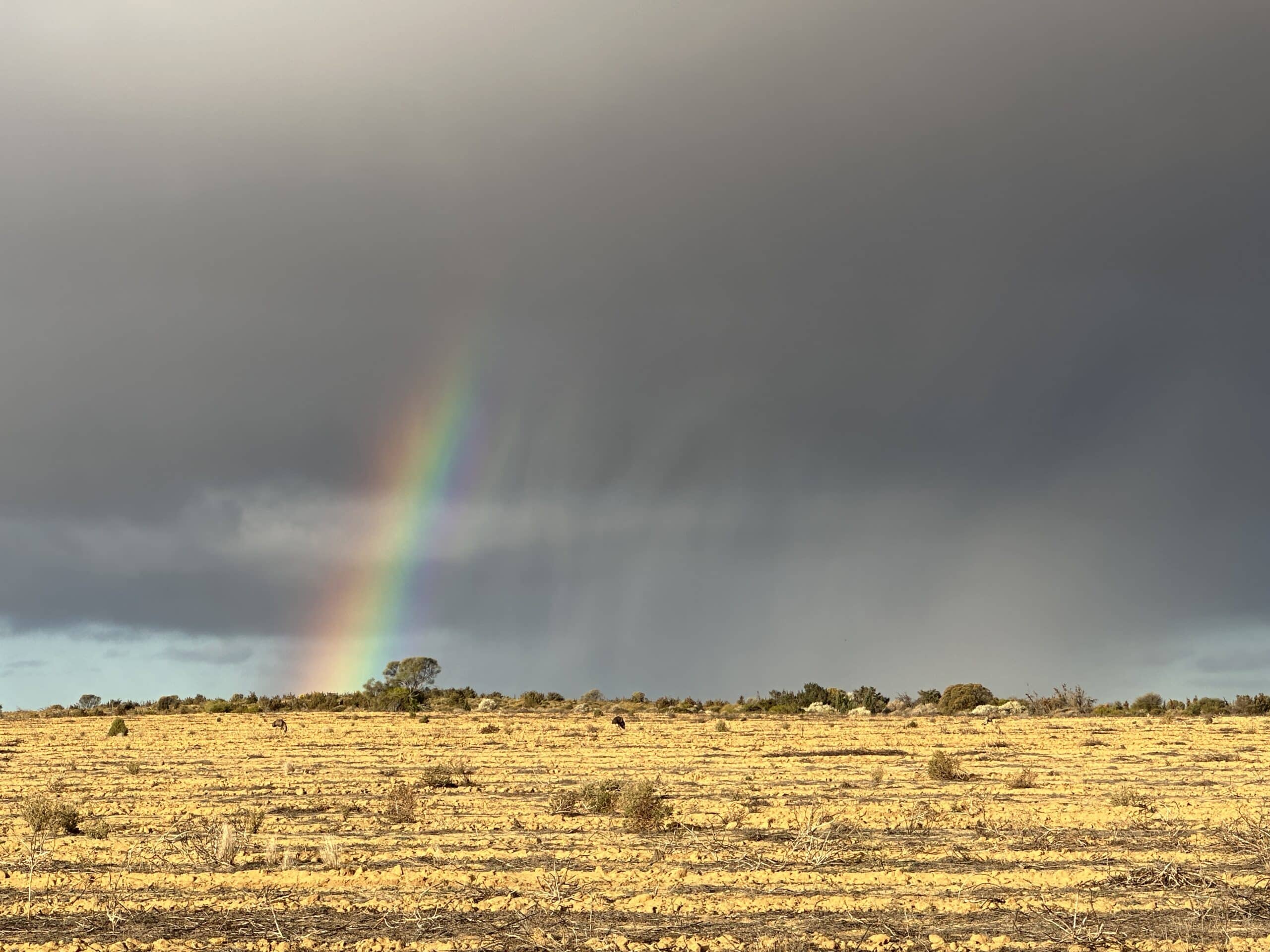 Rainbow and rainclouds over yellow soil paddock