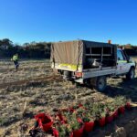 A line of red buckets on the ground filled with mixed native seedlings with a ute in the background