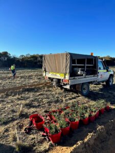 A line of red buckets on the ground filled with mixed native seedlings with a ute in the background