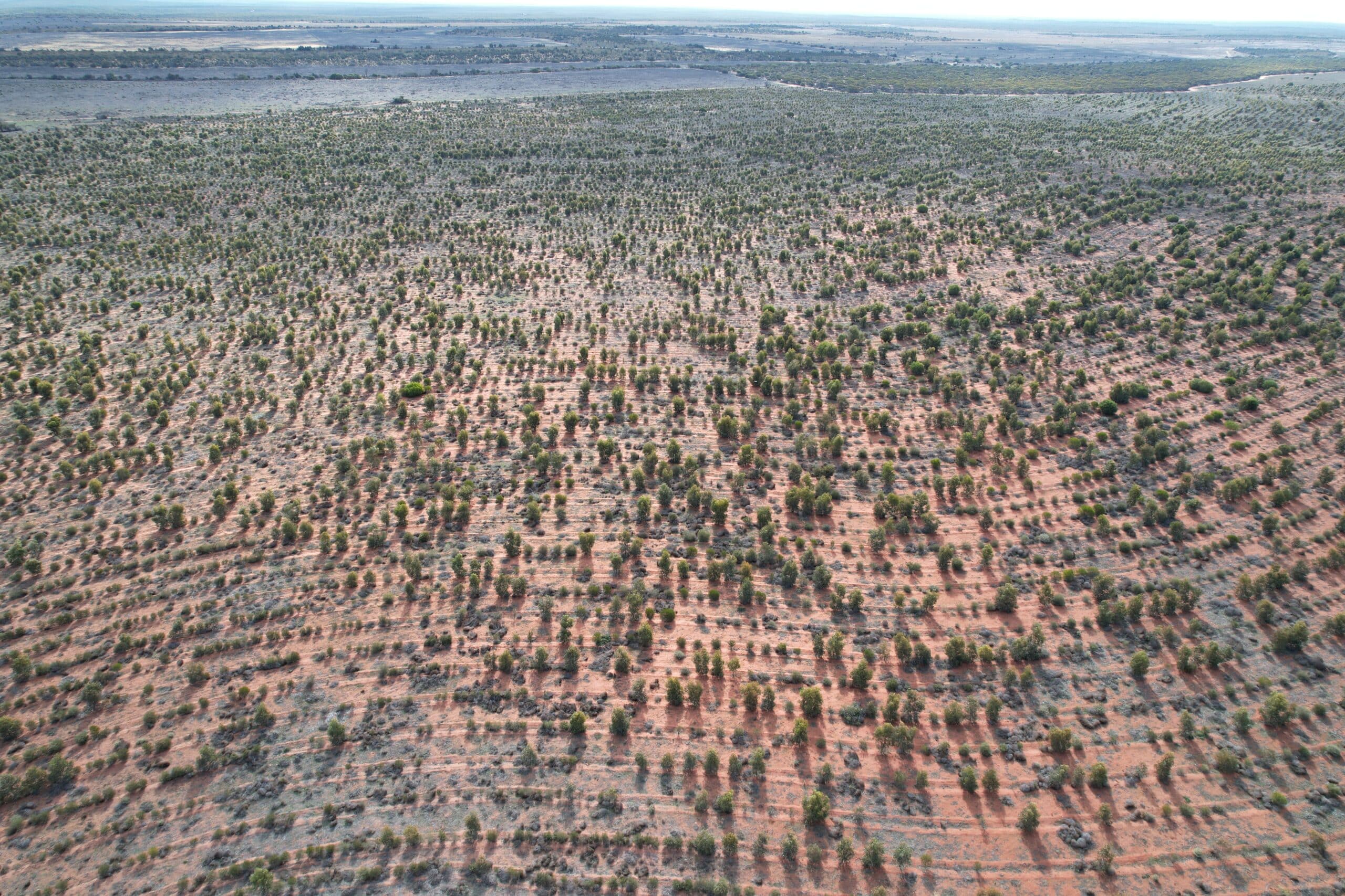 Drone photo of native Australian planting project