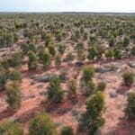 Drone photo of trees planted in rows of red dirt