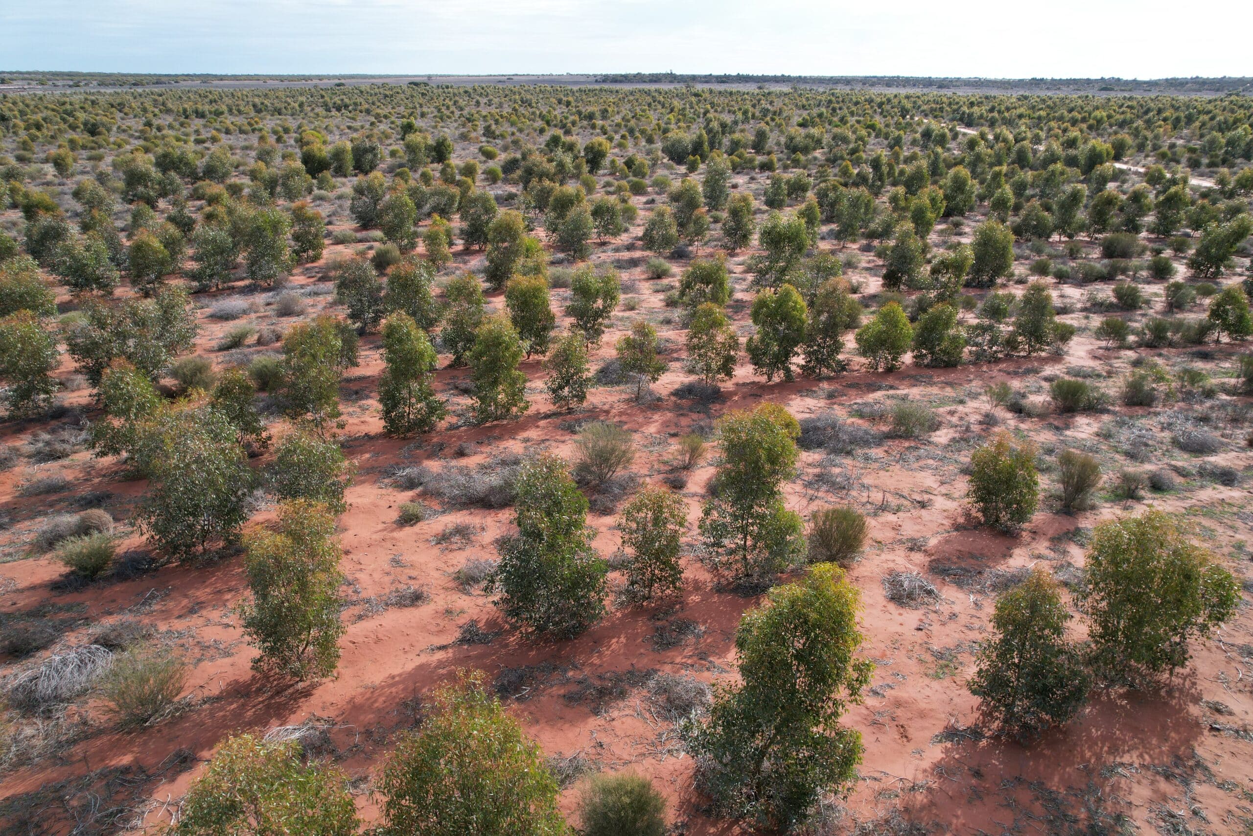Drone photo of trees planted in rows of red dirt
