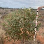 Measuring the height of a Eucalyptus tree with a measuring stick in planting rows