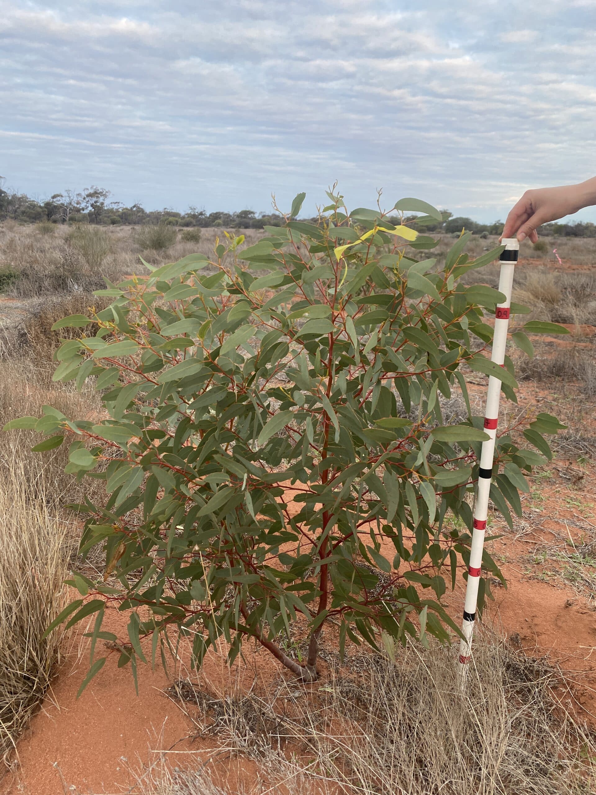 Measuring the height of a Eucalyptus tree with a measuring stick in planting rows