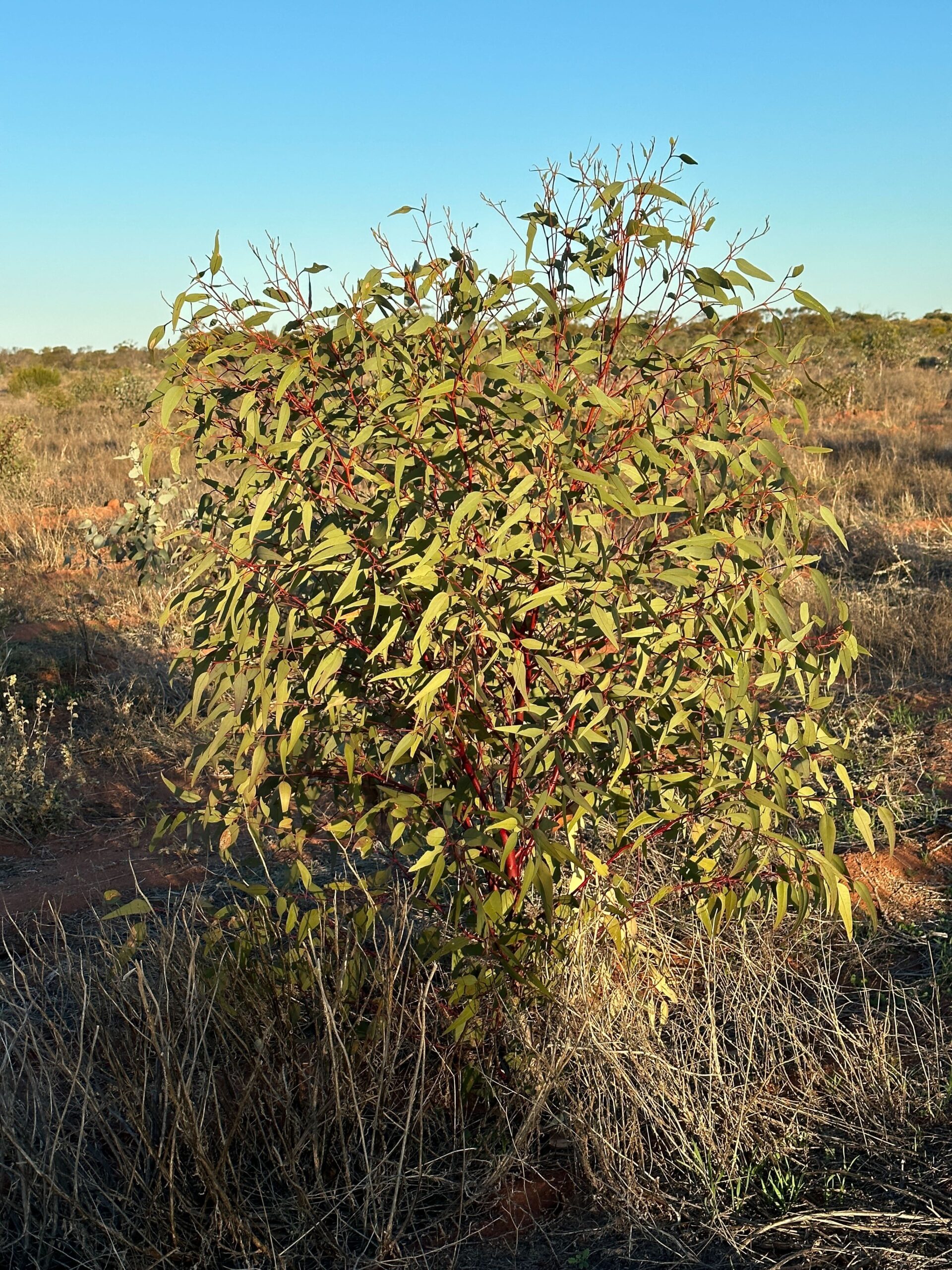 Eucalyptus tree