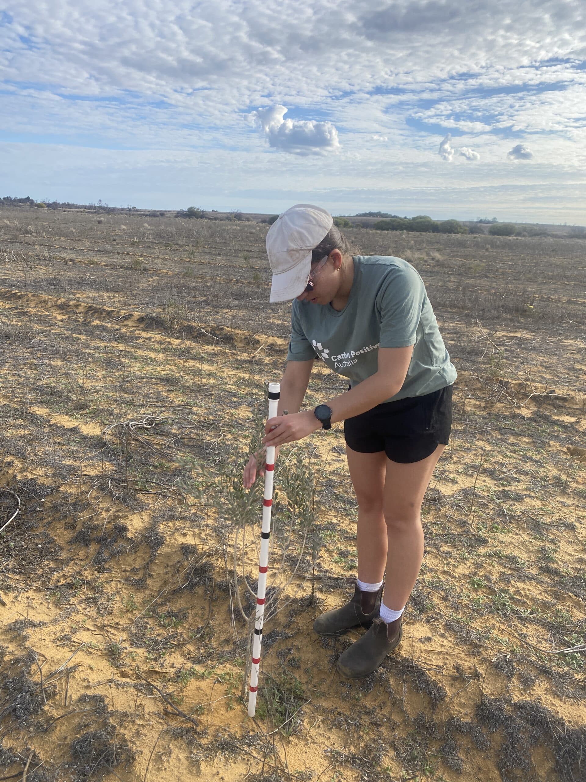 Measuring the height of a Lamarchea hakeifolia with a measuring stick in planting rows