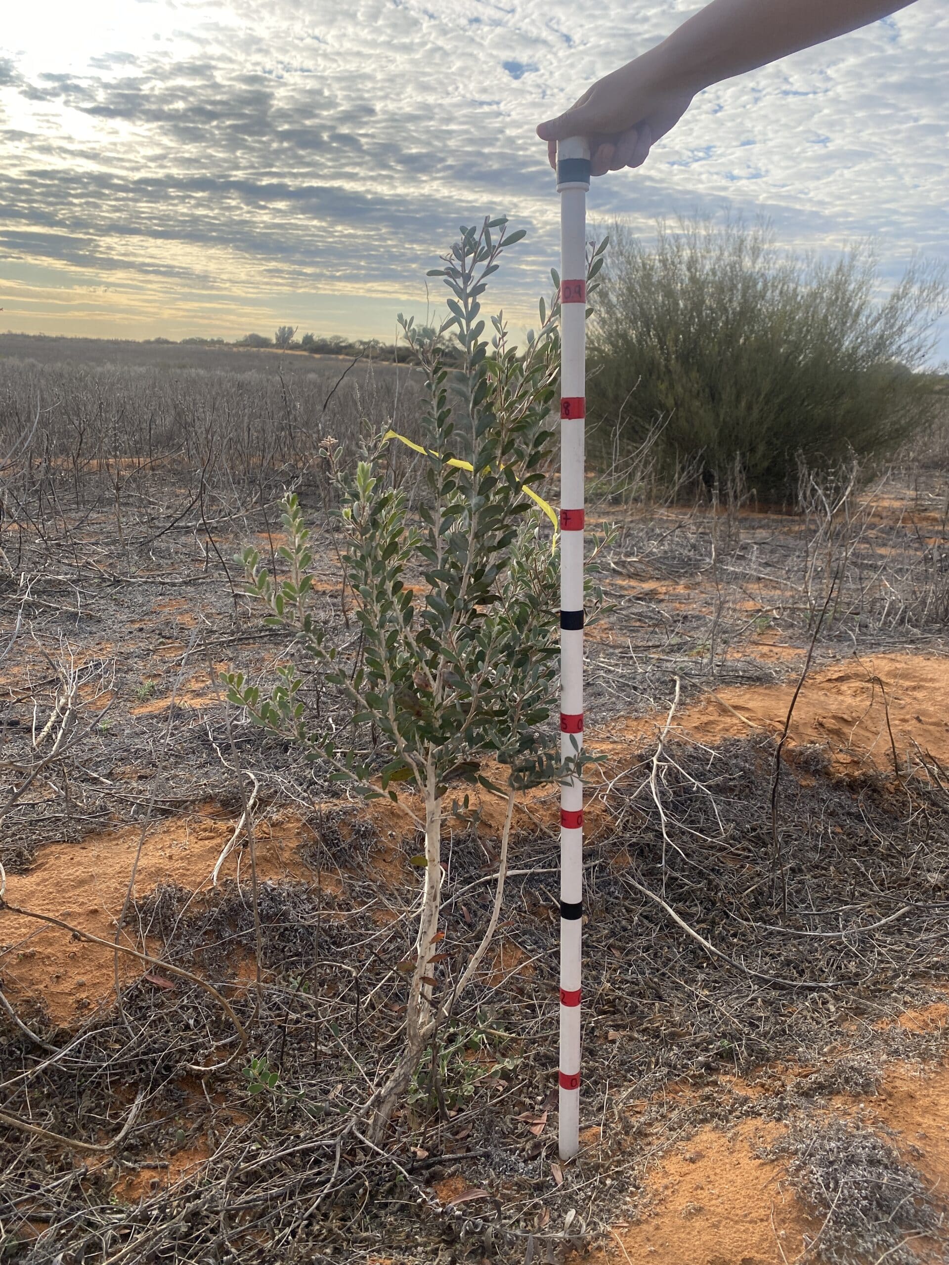 Measuring the height of a Lamarchea hakeifolia with a measuring stick in planting rows.