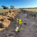 A healthy Eucalyptus seedling in a planting row 