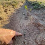 Finger pointing at ground showing small seeding emerging