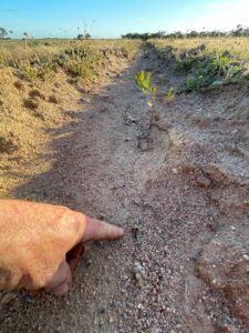 Finger pointing at ground showing small seeding emerging