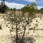 Sandalwood (Santalum spicatum) growing next to an Jam wattle (Acacia acuminata)